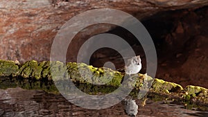 Juniper titmouse looking towards his reflection in water