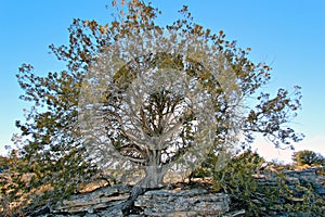 Juniper tree