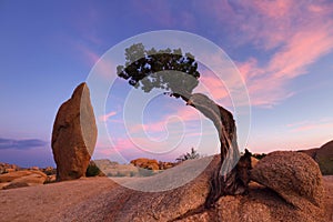 Juniper Tree and Balance Rock