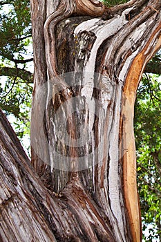 Juniper Tree Bark