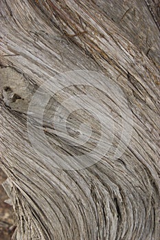 Juniper tree bark texture close up view