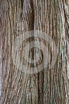 Juniper tree Bark Texture. Natural coniferous bark background