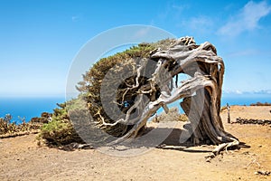 Juniper tree bent by wind. Famous landmark in El Hierro, Canary Islands