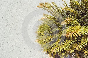 Juniper tree branch texture green needle background