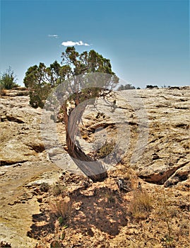 Juniper Tree on Desert Slickrock