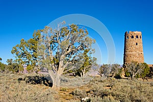 Juniper Tree and Desert Watchtower