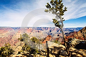 Juniper tree on Grand Canyon South Rim Arizona in winter