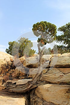 Juniper Tree Growing out of a Rock