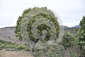 Juniper tree in a high mountain setting.