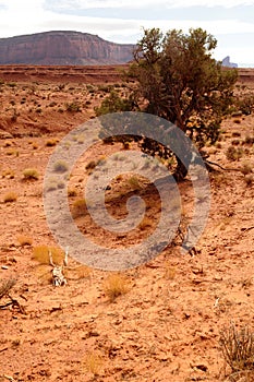 Juniper Tree Monument Valley Arizona USA Navajo Nation