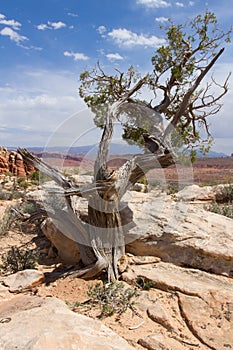 Juniper Tree