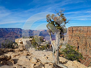 Juniper Tree on the Rim of the Grand Canyon