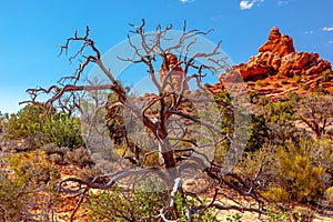 Juniper Tree Sandstone Hoodoos Arches National Park Moab Utah