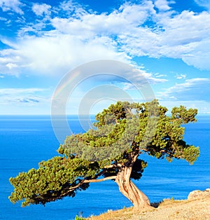 Juniper tree, sea and rainbow