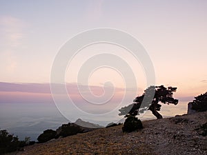 Juniper tree at sunset