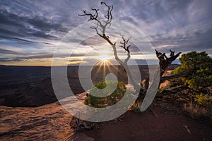 Juniper Tree sunset from Dead Horse State Park