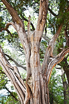 Juniper Tree Trunk and Branches