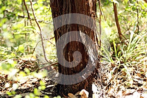 Juniper Tree Trunk