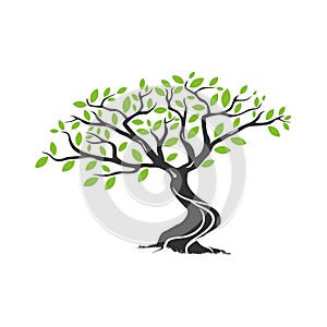 Juniper tree vector illustration, environment element, landscape design element