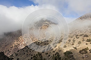 Juniper trees in Atlas