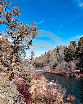 Juniper Trees and sage brush along the Deschutes River in Bend Oregon