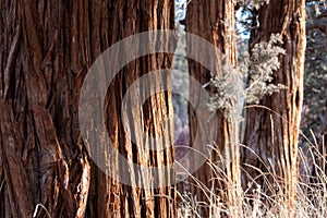 Juniper Trees and sage brush along the Deschutes River in Bend Oregon