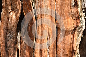 Juniper Trunk Background Texture Detail
