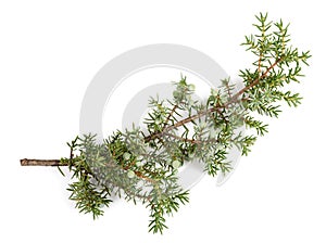 Juniper twig with berries