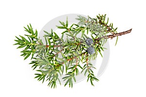 Juniper twig with berries