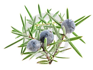 Juniper twig with berries isolated on white