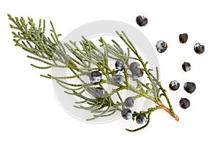 Juniper twig with cones isolated on white background