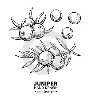 Juniper vector drawing. Isolated vintage illustration of berry on branch. Organic essential oil engraved style sketch.