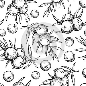 Juniper vector seamless pattern drawing. Isolated vintage background with berry on, branch.