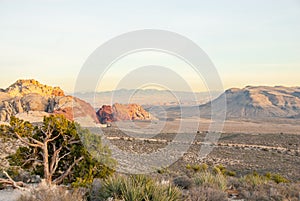 Juniper and view of Red Rock Valley Conservation Area