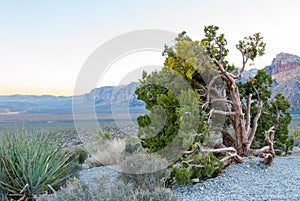 Juniper and view of Red Rock Valley Conservation Area II