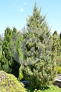 Juniper virginsky, variety `Skyrocket` Juniperus virginiana L. General view of the plant photo