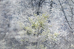 Juniper in winter among trees in hoarfrost