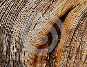 Juniper wood texture