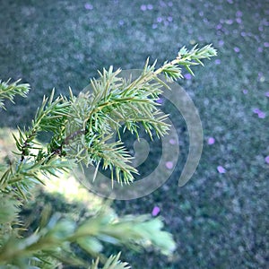 A junipers branch in the morning with lawn background.