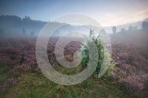 Junipers and flowering heather in misty morning