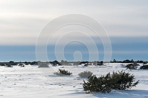 Junipers i a great plain landscape in winter season