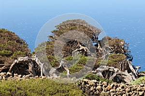 Junipers Juniperus turbinata canariensis twisted by the wind.