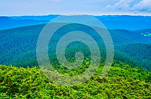 Junipers, larches and spruces on Mount Hoverla slopes, Carpathians, Ukraine