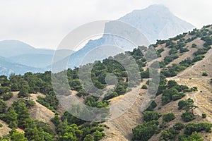 Junipers and pines on the slopes