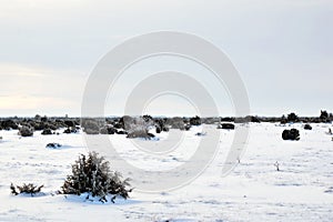 Junipers in plain winter landscape