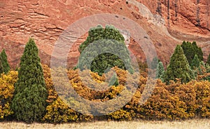 Junipers and Yellow Bushes With Red Rock photo