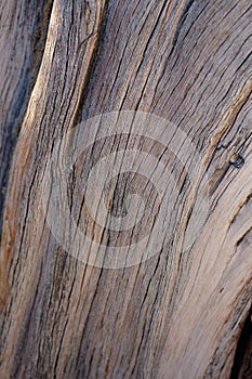 JUNIPERUS CALIFORNICA BARK - JOSHUA TREE NP - 120120 B