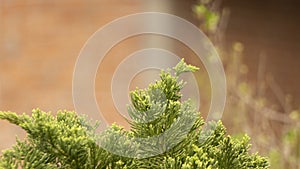 Juniperus chinensis, also known as Chinese juniper