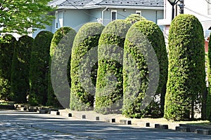 Juniperus chinensis \'Kaizuka\' ( Chinese juniper ) hedges.