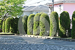 Juniperus chinensis \'Kaizuka\' ( Chinese juniper ) hedges.